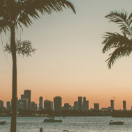 Moving to Florida, USA, palm trees near the ocean
